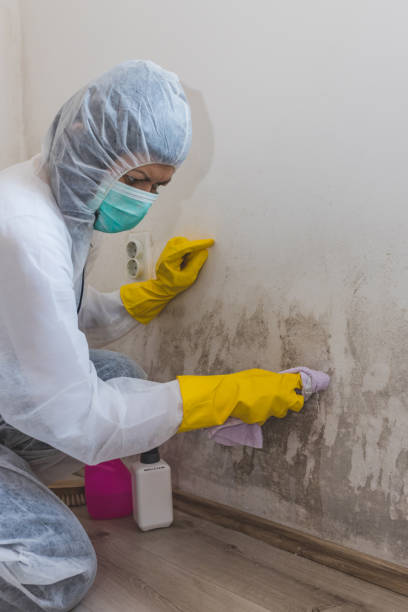 Trusted Dahlgren, VA Mold Removal Experts